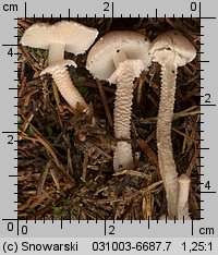 Cystoderma carcharias (ziarnówka blada)