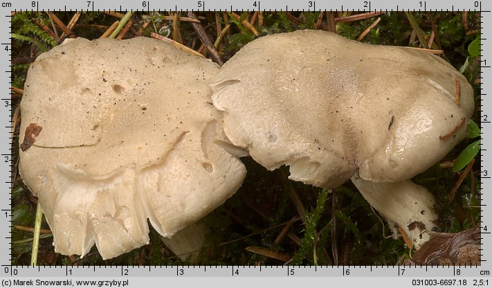 Hygrophorus agathosmus (wodnicha pachnąca)