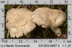 Hygrophorus agathosmus (wodnicha pachnąca)