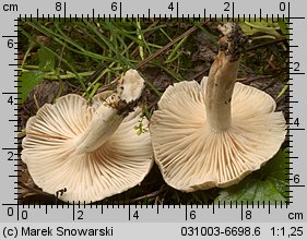 Hygrophorus agathosmus (wodnicha pachnąca)