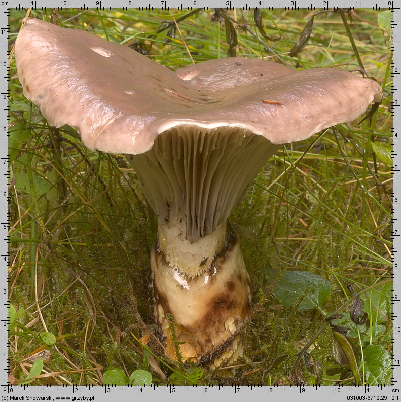 Gomphidius glutinosus (klejówka świerkowa)