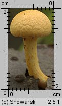 Unidentified-Cortinarius