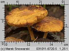 Unidentified-Cortinarius