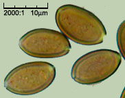 Psilocybe semilanceata (łysiczka lancetowata)