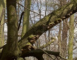 Phellinus tuberculosus (czyreń śliwowy)