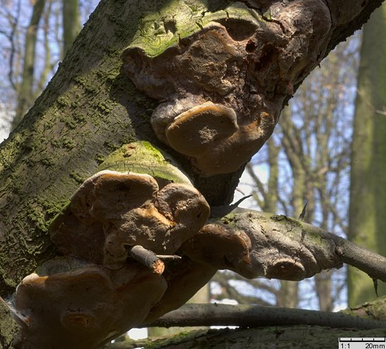 Phellinus tuberculosus (czyreń śliwowy)