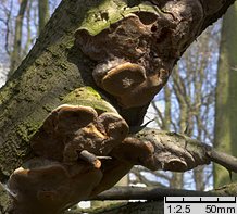 Phellinus tuberculosus (czyreń śliwowy)