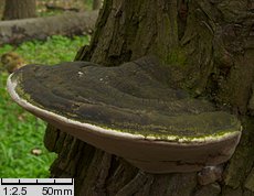 Phellinus igniarius (czyreń ogniowy)