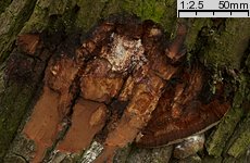 Phellinus igniarius (czyreń ogniowy)