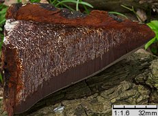 Phellinus igniarius (czyreń ogniowy)