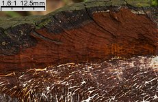 Phellinus igniarius (czyreń ogniowy)