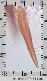 Fuscoporia contigua (rdzawoporka gąbczasta)