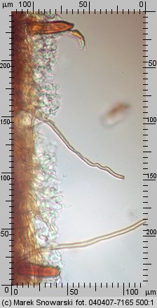 Fuscoporia contigua (rdzawoporka gąbczasta)