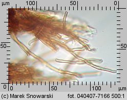 Fuscoporia contigua (rdzawoporka gąbczasta)