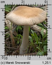 Psathyrella spadiceogrisea (kruchaweczka wąskoblaszkowa)