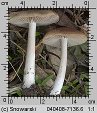 Psathyrella spadiceogrisea (kruchaweczka wąskoblaszkowa)