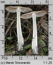 Psathyrella spadiceogrisea (kruchaweczka wąskoblaszkowa)