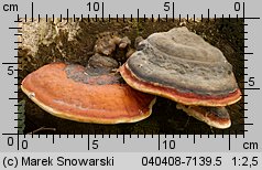 Fomitopsis pinicola (pniarek obrzeżony)