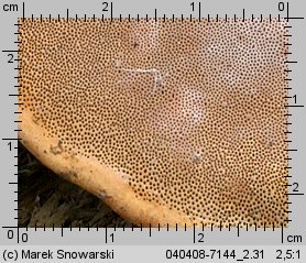 Fomitopsis pinicola (pniarek obrzeżony)