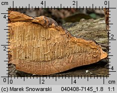 Fomitopsis pinicola (pniarek obrzeżony)