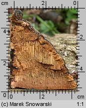 Fomitopsis pinicola (pniarek obrzeżony)