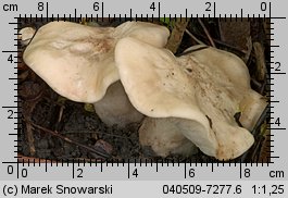 Calocybe gambosa (gęśnica wiosenna)