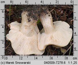 Calocybe gambosa (gęśnica wiosenna)