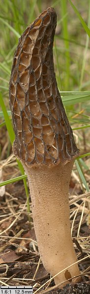 Morchella elata (smardz wyniosły)