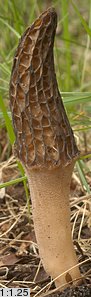 Morchella elata (smardz wyniosły)