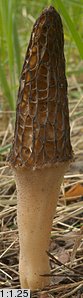 Morchella elata (smardz wyniosły)