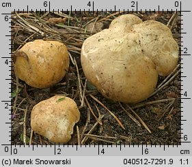 Calocybe gambosa (gęśnica wiosenna)