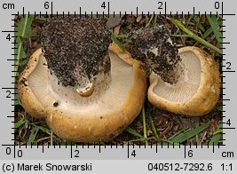 Calocybe gambosa (gęśnica wiosenna)