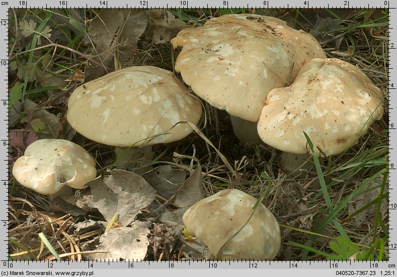 Calocybe gambosa (gęśnica wiosenna)