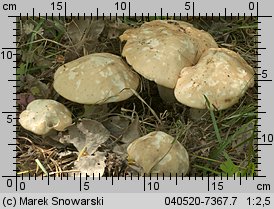 Calocybe gambosa (gęśnica wiosenna)