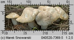 Calocybe gambosa (gęśnica wiosenna)