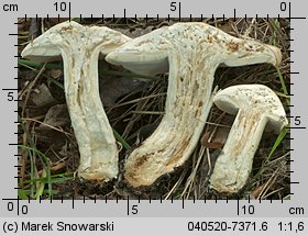 Calocybe gambosa (gęśnica wiosenna)