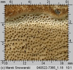 Bjerkandera adusta (szaroporka podpalana)