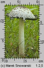 Coprinus comatus (czernidłak kołpakowaty)