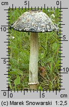 Coprinus comatus (czernidłak kołpakowaty)