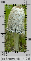 Coprinus comatus (czernidłak kołpakowaty)