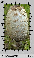 Coprinus comatus (czernidłak kołpakowaty)