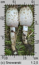 Coprinus comatus (czernidłak kołpakowaty)