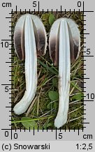 Coprinus comatus (czernidłak kołpakowaty)