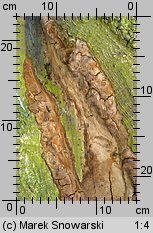 Fuscoporia contigua (rdzawoporka gąbczasta)