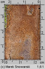 Fuscoporia contigua (rdzawoporka gąbczasta)