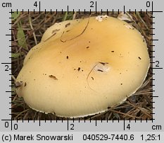 Amanita gemmata (muchomor narcyzowy)