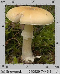 Amanita gemmata (muchomor narcyzowy)