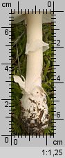 Amanita gemmata (muchomor narcyzowy)