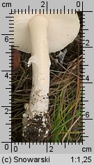 Amanita gemmata (muchomor narcyzowy)