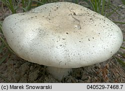 Agaricus arvensis (pieczarka biaława)